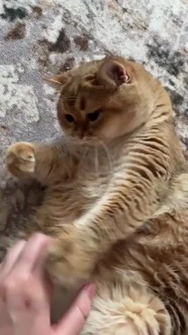 A close-up, top-down shot shows an orange tabby cat lying on its back on a patterned carpet. A human hand enters the frame and begins to pet the cat's belly. The cat rolls its head and paws at the hand, then playfully bites down on the fingers. The video is shot in natural light and the focus is on the interaction between the cat and the hand.