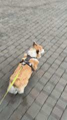Corgi walks on sidewalk in Krasnoyarsk late evening