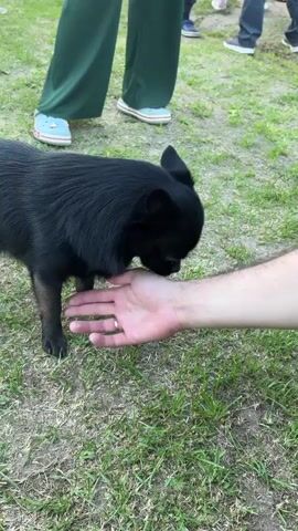 A black chihuahua dog stands on green and brown grass and places its front left paw onto a light-skinned person's outstretched right hand. The dog then lowers its head and rests its muzzle and chin on the person's palm, sniffing the hand. The person's left hand is out of frame. The dog has black fur with some tan on its legs. In the blurred background, the lower half of several people are visible, including one person wearing green wide-leg pants and light blue shoes, standing on the grass.