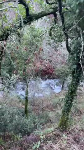 The video depicts a flowing stream observed through foliage. The view is partially obscured by trees with leaves, some of which are covered in ivy. The stream appears to be moving at a moderate pace, with some visible water movement and possibly small rapids. The surrounding environment seems to be a wooded area, with a mix of greenery and brown vegetation.