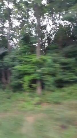 This media file shows a blurry, horizontal shot of a natural scene, likely from a moving vehicle. The primary subjects are dense green foliage, including trees and bushes, that dominate the frame. The overall impression is of a landscape passing by.

The activity taking place appears to be travel, given the motion blur and the perspective that suggests movement. It is difficult to discern specific details about the time of day or weather, but the lighting suggests it is daytime, possibly overcast or with diffused sunlight filtering through the leaves. There are no identifiable objects or people in the scene due to the blur. The setting is natural, with a focus on greenery.

There are no notable location cues beyond the general impression of a natural, possibly rural or park-like environment. No emotions can be inferred from the abstract nature of the footage. There is no visible text in the media file. The location context provided is Balice, Poland, which is consistent with a scene that could be encountered while traveling through the area.