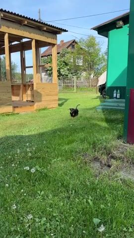 A black dog with tan markings runs from right to left in a grassy yard, then turns to run into the distance. The yard has a wooden gazebo-like structure on the left, a green shed on the right, and various outdoor furniture and equipment scattered around. A white umbrella with writing on it shades a table. The grass is green, with some white dandelions visible. A wooden house and trees are in the background.