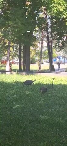 Two guinea fowl forage in a grassy area beneath trees. A person walks in the background on a paved path.