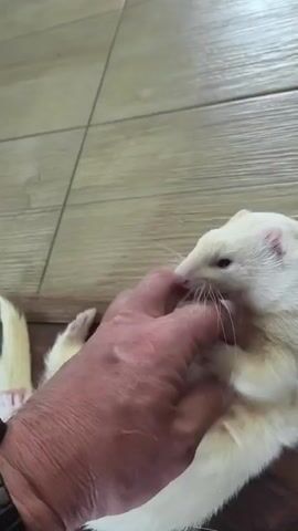 A person's hand pets a light-colored ferret lying on its back and then lying on its side. The ferret's mouth is open and appears to be yawning. The floor is tiled and wooden.