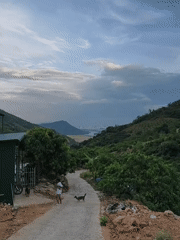 Person walks dogs on hillside road overlooking Nha Trang
