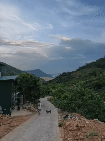 Person walks dogs on hillside road overlooking Nha Trang