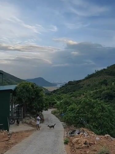 Person walks dogs on hillside road overlooking Nha Trang