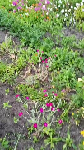 The video shows a garden with various flowers in bloom, including pink, white, and orange varieties. The scene is outdoors, with a dirt path winding through the flower beds. In the background, there's a glimpse of a white bathtub and a fence. The overall impression is one of a peaceful and colorful garden, possibly in Russia, given the location context. The time of day and weather are not explicitly indicated, but the lighting suggests it could be daytime with overcast skies, as there are no harsh shadows. The focus is on the natural beauty of the flowers, with no people or specific events captured.