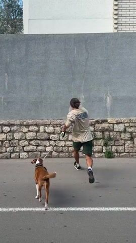 A medium shot captures a person and their dog on a street. The person, a young adult with long hair, is wearing a beige long-sleeved shirt, dark green shorts, and black sneakers. The dog, a brown and white breed, is on a leash held by the person. They are next to a low stone wall with a tall gray wall behind it. The person jumps onto the stone wall, then the dog follows, walking on the wall. The person is seen laughing after the dog is on the wall. The background shows a plain street and some greenery.