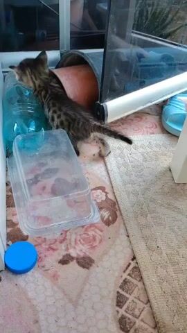 A tabby kitten with a striped coat is standing on a patterned rug. It is facing away from the camera, towards a clear plastic container. A white kitten with black markings approaches from the right and appears to swat the tabby kitten with its paw. The tabby kitten is positioned near a blue bottle of liquid and a clear plastic container with a blue lid. In the background, there is a pipe and a glass enclosure.