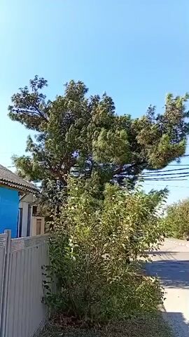 The video shows a large pine tree with dense green foliage, partially obscuring a blue building on the left. A light-colored fence runs along the bottom of the frame. The tree is in the foreground, with a clear blue sky visible above. The camera is static, and there is no discernible action or interaction occurring within the frame. The scene appears to be outdoors on a sunny day.