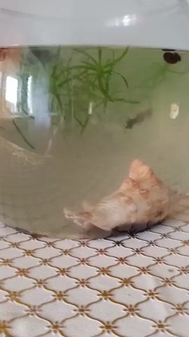A short video captures a close-up of a glass fishbowl with murky, greenish water. A light-colored seashell rests at the bottom of the bowl. Green, feathery aquatic plants are visible, along with what appear to be a few small, dark objects floating in the water, possibly food or debris. The bowl sits on a table covered with a white tablecloth featuring a repeating gold geometric pattern. The lighting suggests an indoor environment, with light reflecting off the glass.