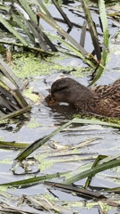 Ducks in a Moscow park pond, early autumn morning