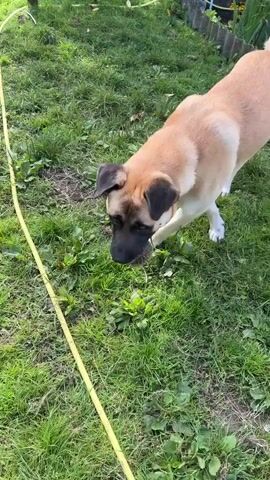 A large dog with tan fur and black markings on its face is playing with a spiky ball in a grassy yard. The dog is in focus and appears to be a mixed breed, possibly with Mastiff or Anatolian Shepherd lineage. The dog is seen interacting with the ball, first chewing on it, then attempting to catch it as it is tossed by an unseen person. The environment is a backyard with green grass, some foliage, and a yellow hose visible. The overall mood of the video is playful and energetic.