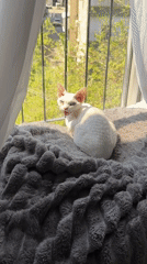 Cat video and selfie recorded in Ramat Gan corridor