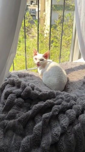 Cat video and selfie recorded in Ramat Gan corridor