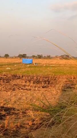 The video shows a wide shot of a harvested field, likely a rice paddy, with stubble remaining. In the middle ground, a bright blue tarp is set up, appearing to be a temporary shelter. Behind the tarp, one or two individuals can be seen, and there are a few other objects scattered around the area. The sky is overcast with a pale, diffused light, suggesting it could be early morning or late afternoon. The foreground is dominated by dry, golden grass stalks, adding a rustic texture to the scene. The overall impression is of a rural, agricultural setting with some human activity taking place.