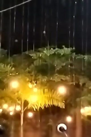 The video shows what appears to be heavy rain falling at night. In the background are dark green trees and shrubbery. Strings of lights can be seen hanging above, with some illuminating a small palm tree in the foreground. The overall scene is dimly lit. The camera seems to be stationary.
