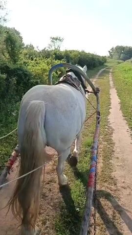 A first-person perspective video shows a white horse pulling a wooden cart down a dirt path. The horse is harnessed and hitched to the cart, and its tail is long and blonde. The cart appears to be a simple wooden structure with two wheels, one visible on the right side of the frame. The path is flanked by lush green vegetation and trees, and the sky is bright and clear. The video also shows a glimpse of a person's legs inside the cart, suggesting they are the passenger. The overall impression is of a scenic and peaceful journey through a natural environment.