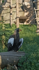 Zoo visitor documents diverse animal exhibits in Izhevsk, Russia