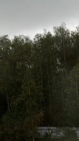 A video shows a dense forest of deciduous trees against a cloudy gray sky. The trees are tall and slender with dark green foliage and white bark. The leaves are rustling in the wind, suggesting it is a windy day. The forest floor is not visible in the frame.