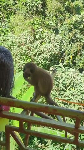 A small, brown monkey is walking on a green metal railing. The monkey has an object in its hand. A person with dreadlocks stands nearby. Behind the railing is dense green foliage. The lighting is bright and appears to be daytime. The camera is relatively still.