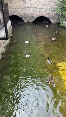 A flock of ducks swims in a shallow, clear waterway. The waterway is lined with stone walls and has two arched openings in the background, suggesting it may be a channel or bridge. The bottom of the waterway is visible, covered in stones and some greenish algae. The water itself is clear, with sunlight reflecting off the bottom in some areas, creating yellow and gold patches. The ducks, primarily mallards with their distinctive green heads, are scattered throughout the water, some swimming, others appearing to rest. The overall impression is a peaceful, natural scene within a possibly urban or historical setting.