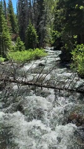 The video shows a view of a rushing stream in a forest. The stream is wide and appears to be shallow, with many rocks visible beneath the surface. The water is white and foamy, indicating a fast current. A fallen tree trunk lies across the stream in the foreground, its branches reaching out into the water. Tall green pine trees line the banks of the stream, with dense green undergrowth. The sky is blue and appears to be clear. The overall impression is a natural and wild environment.