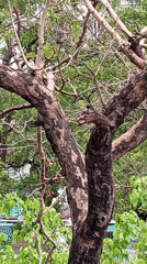 Morning observations captured in Rishikesh feature trees and bottled shells