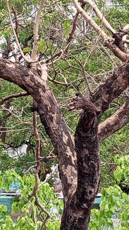 Morning observations captured in Rishikesh feature trees and bottled shells