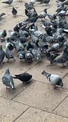 The video shows a large group of pigeons gathered on a brick-paved surface. The pigeons are mostly grey and black, with some having white markings. They are moving around, pecking at the ground, and interacting with each other. The background is out of focus, but it appears to be an outdoor urban environment.