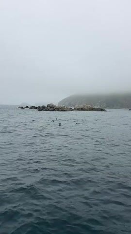 The video shows a body of water on a cloudy day with an island in the background. The island is rocky and partially covered in fog. Several seals are visible in the water.  The camera is presumably on a boat. The water is choppy.