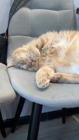 The video shows a fluffy orange cat sleeping on a gray chair. The cat is lying on its back with its paws covering its face. Its pink paw pads are visible. A black bag strap hangs on the back of the chair. The chair is upholstered with a tufted gray fabric and has dark wood legs.
