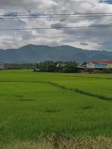 A static, wide shot captures a vast, vibrant green rice paddy under a cloudy sky. In the foreground, the dense stalks of the rice plants create a textured surface, with some dry grasses visible at the very bottom. Behind the paddy, a line of lush green trees forms a backdrop, punctuated by a few buildings. Further in the distance, a range of rolling, mist-shrouded mountains dominates the horizon. Two signs are visible in the mid-ground. The sign on the left is rectangular and blue, featuring text and images related to a company. The sign on the right is yellow and appears to be a directional or place name sign with text in an Asian script. Overhead, power lines stretch across the frame, intersecting the expanse of the sky. The overall impression is of a rural landscape, likely agricultural, with signs of human presence and infrastructure amidst natural beauty.