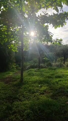 The video captures a sunlit scene in a grassy area with trees. The sun is visible through the leaves of a tree in the foreground, casting sunbeams. The ground is covered in green grass and some dirt patches. In the background, more trees and vegetation are visible, with a cloudy sky overhead. There are no people or visible objects other than the natural environment. The lighting suggests it is daytime, possibly morning or late afternoon due to the sun's angle.