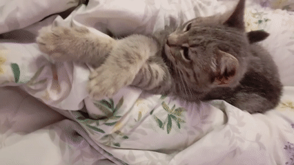 Tabby cats play and rest on floral bed in Baksan