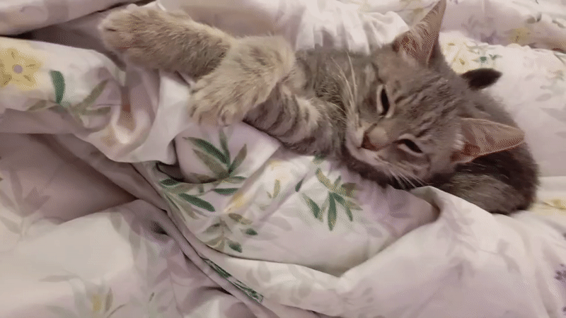 Tabby cats play and rest on floral bed in Baksan