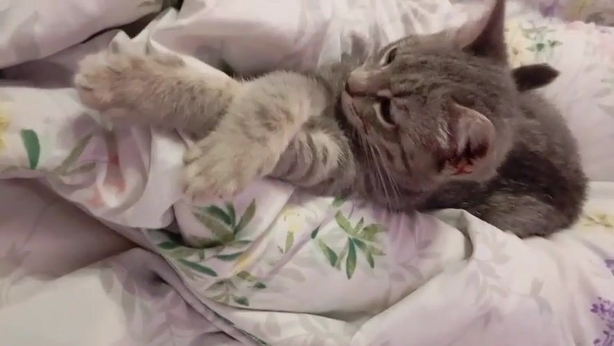 Tabby cats play and rest on floral bed in Baksan