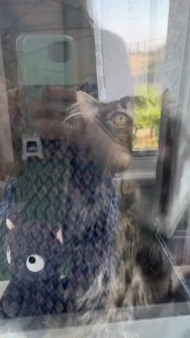 A kitten peers out of a window. The kitten is a brown tabby with green eyes and long whiskers. It is sitting on a dark blue blanket with a white circle on it. The kitten's head is turned to the right, and it is looking out at something. There is a reflection of a phone in the window. The background is blurry, but it appears to be an outdoor scene with trees and a fence. The video is filmed from inside the room, looking out through the window.