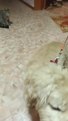 The video shows a grey tabby cat sitting on a patterned floor. In the foreground, a fluffy light-colored dog is looking at the camera and panting. The dog is on a leash and appears to be groomed. A person's hand is visible petting the dog. The environment appears to be indoors, with a shoe rack visible in the background on the left.