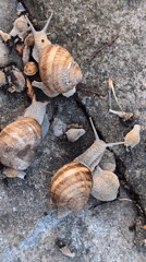 Snails on summer surfaces, dusk clouds over Izmail