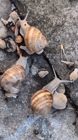 Snails on summer surfaces, dusk clouds over Izmail