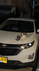 Cat spotted on car hood in Ramat Gan