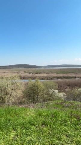 The video shows a landscape with a body of water in the distance. Reeds and marshes are visible in the foreground, with some trees and green grass. The sky is blue with a few scattered clouds. There is a slight panning motion in the video.
