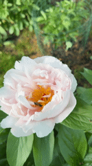 Peony flowers bloom in Oryol gardens, bees visit blossoms