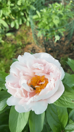Peony flowers bloom in Oryol gardens, bees visit blossoms