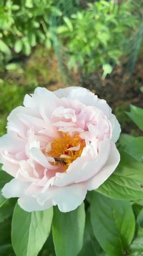 Peony flowers bloom in Oryol gardens, bees visit blossoms