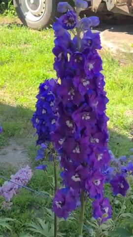 The video shows several tall, flowering plants with deep purple and blue petals, some with white centers. The flowers are densely clustered on upright spikes. One plant in the foreground is significantly taller than the others. In the background, a blurry green lawn is visible, along with a portion of a white car tire and some dirt. The lighting suggests it is daytime, possibly sunny. The focus is on the flowers, which appear to be Delphiniums.
