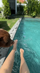 Morning poolside moments with dog captured in Mengwi Indonesia