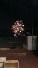 Fireworks over Sabadell, watched from balconies on a June night